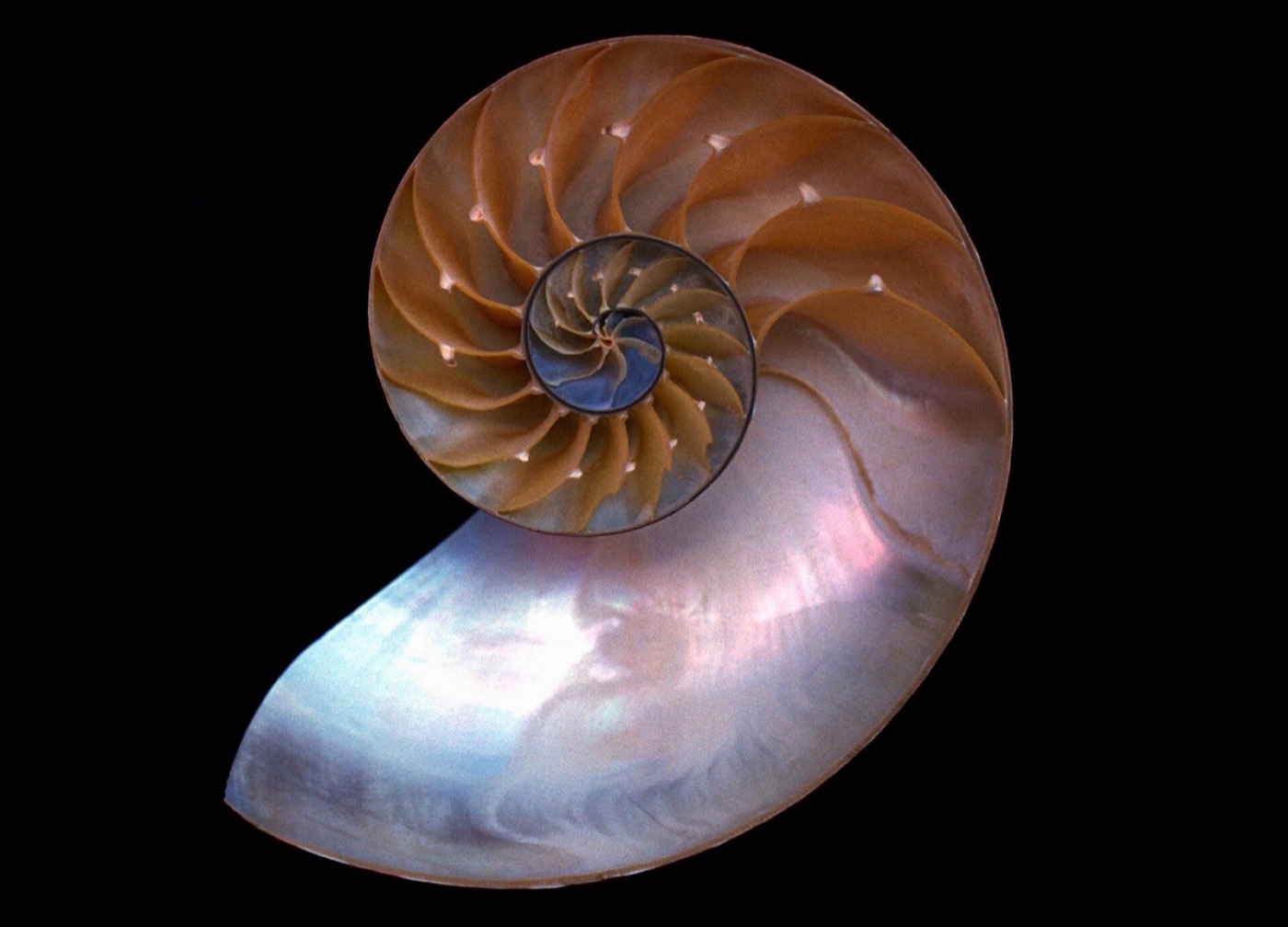A nautilus shell cut in half, its pearly chambers spiralling inward against black.